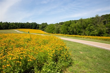 Hartwood Meadow