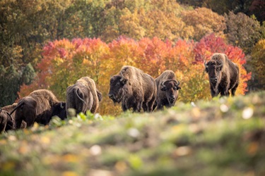 South Park Game Preserve has buffalo, peacocks, and more