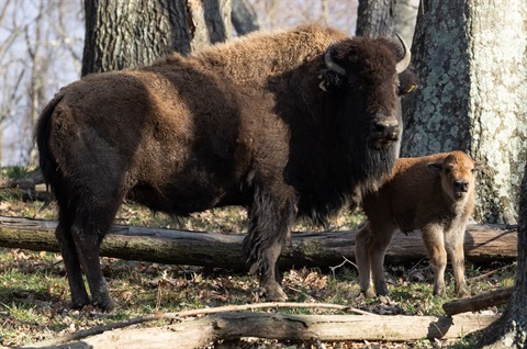 Baby Bison