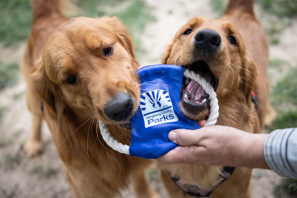 Dog-Days-of-Summer-7.jpg