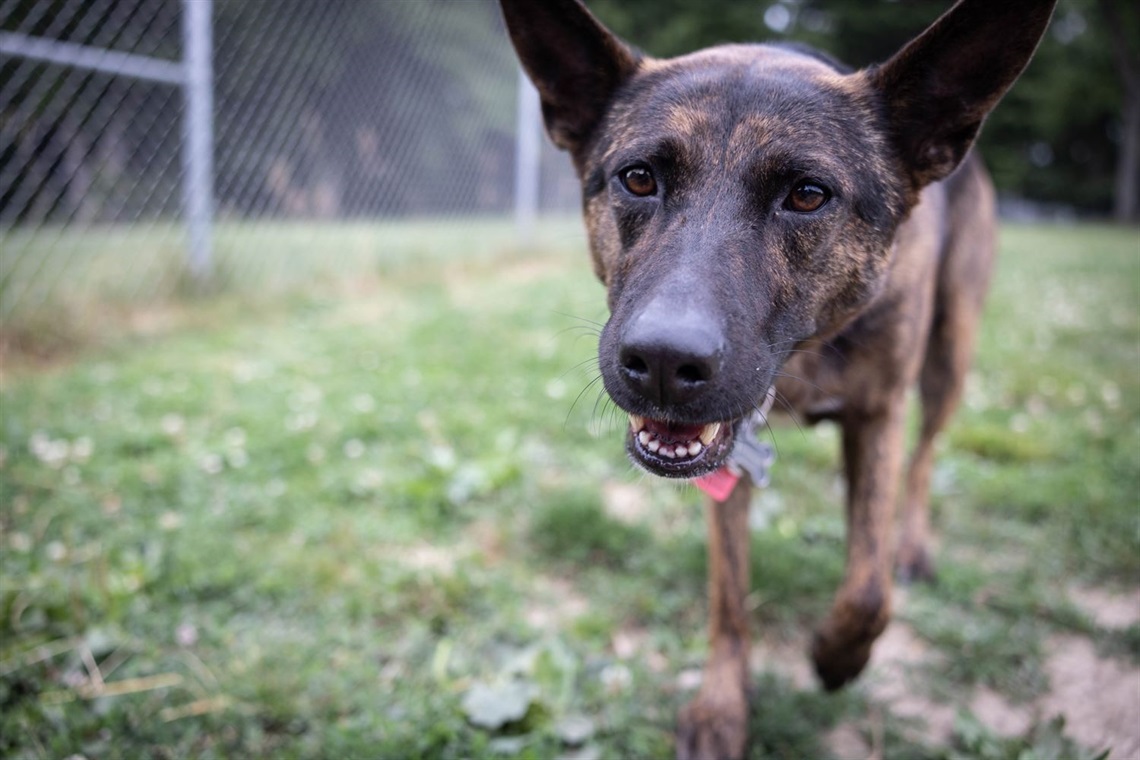 Dog-Days-of-Summer-8.jpg