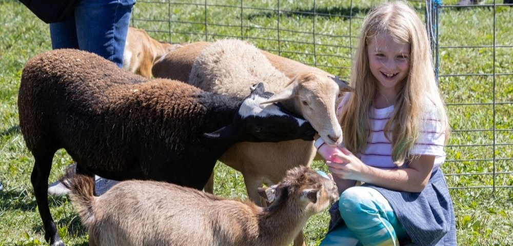 Young girl enjoying the petting zoo (feeding 3 small goats/sheep) at the Hay Day festival
