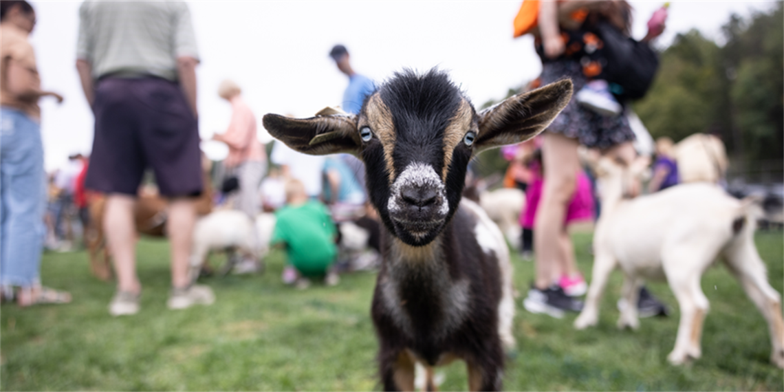 A baby goat