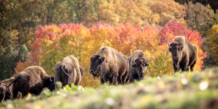 7 Bison in South Park Game Preserve