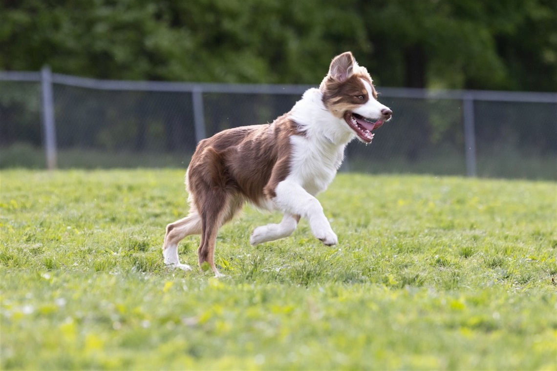 Dog-Days-of-Summer-1.jpg
