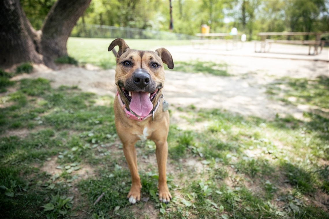 Dog-Days-of-Summer-2.jpg